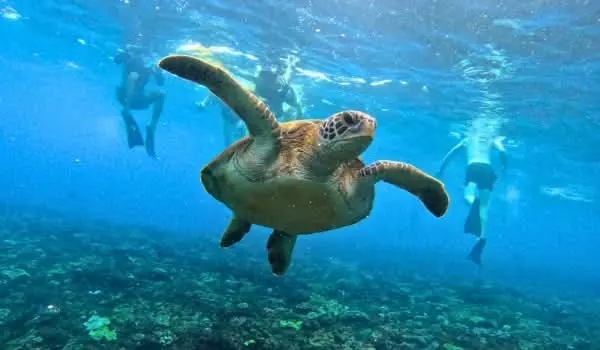 Turtle