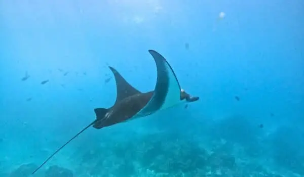 Manta Ray